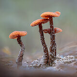 Mushrooms